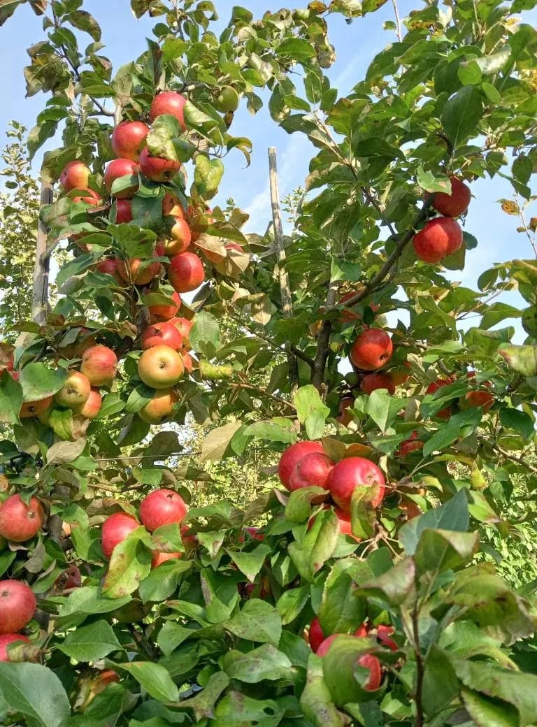 Ripe red apples on the branch against a blue sky