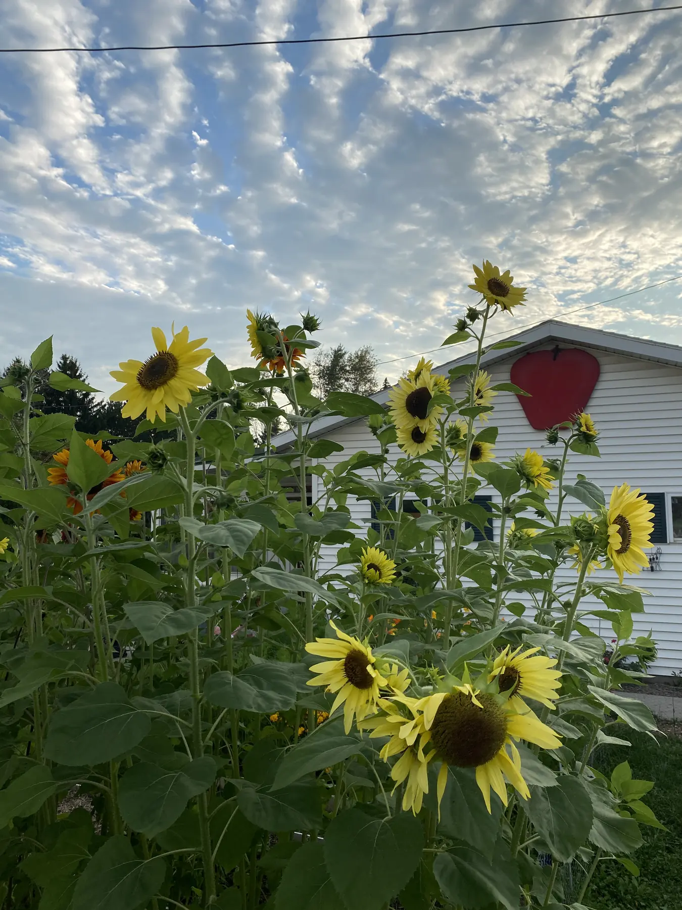 Sunflowers in front of the orchard's white barn with its red apple sign